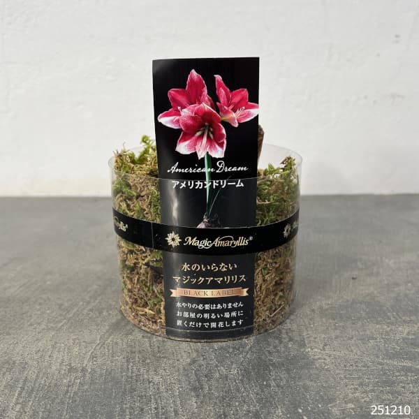 アマリリス：マジックアマリリス・ブラックレーベル アメリカンドリーム