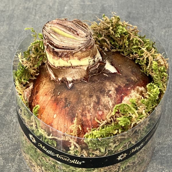 アマリリス：マジックアマリリス・ブラックレーベル アメリカンドリーム