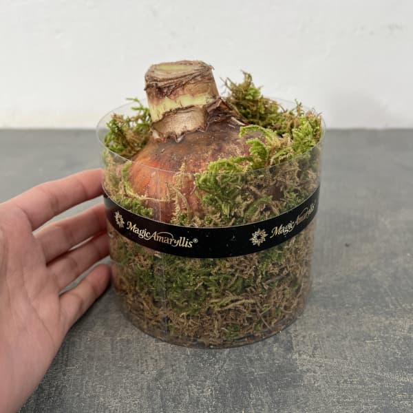 アマリリス：マジックアマリリス・ブラックレーベル アメリカンドリーム