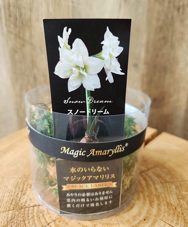 アマリリス:マジックアマリリス・ブラックレーベル スノードリーム