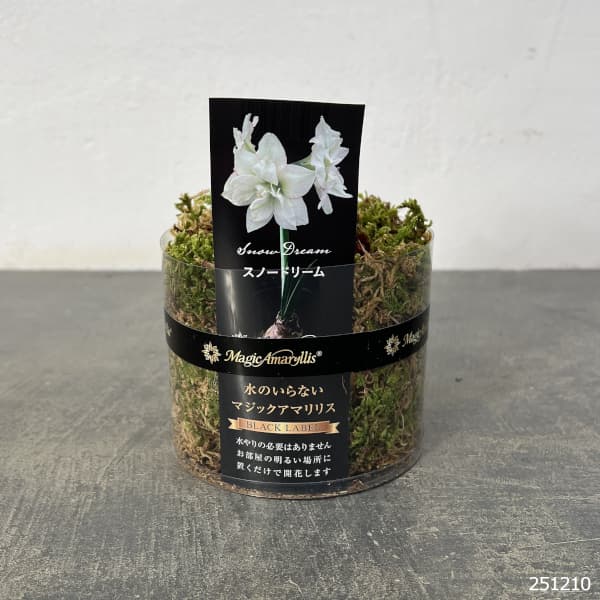 アマリリス：マジックアマリリス・ブラックレーベル スノードリーム