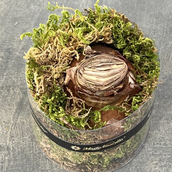 アマリリス：マジックアマリリス・ブラックレーベル スノードリーム