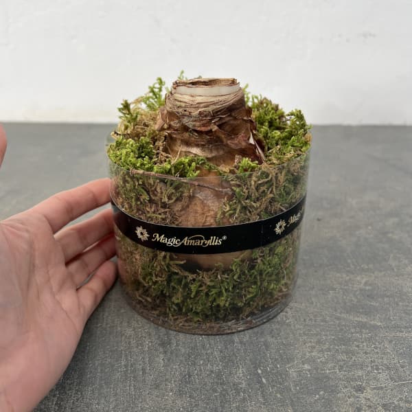 アマリリス：マジックアマリリス・ブラックレーベル スノードリーム