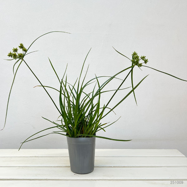 シペラス：グラバーアビー3.5号ポット