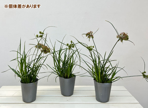 シペラス：グラバーアビー3.5号ポット