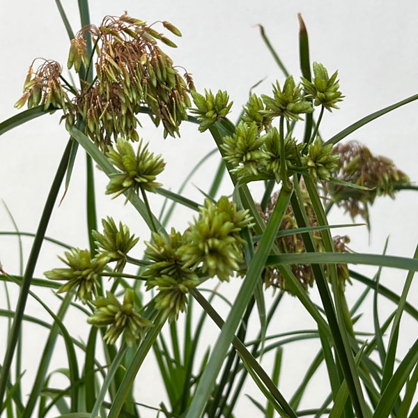 シペラス：グラバーアビー3.5号ポット