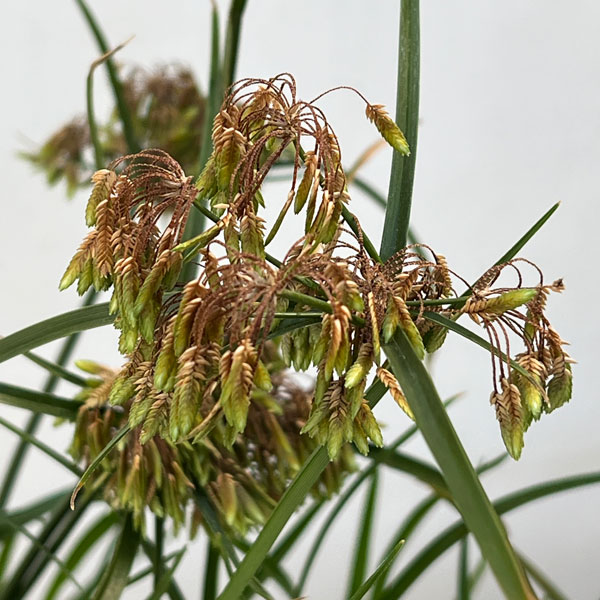 シペラス：グラバーアビー3.5号ポット