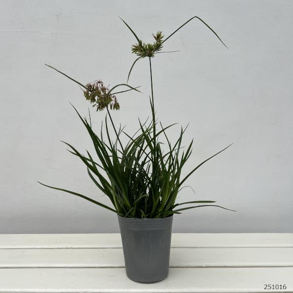 シペラス：グラバーアビー3.5号ポット