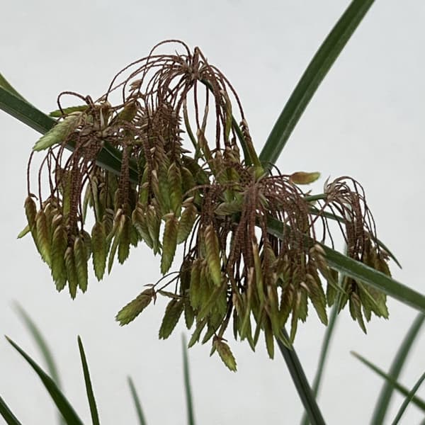 シペラス：グラバーアビー3.5号ポット