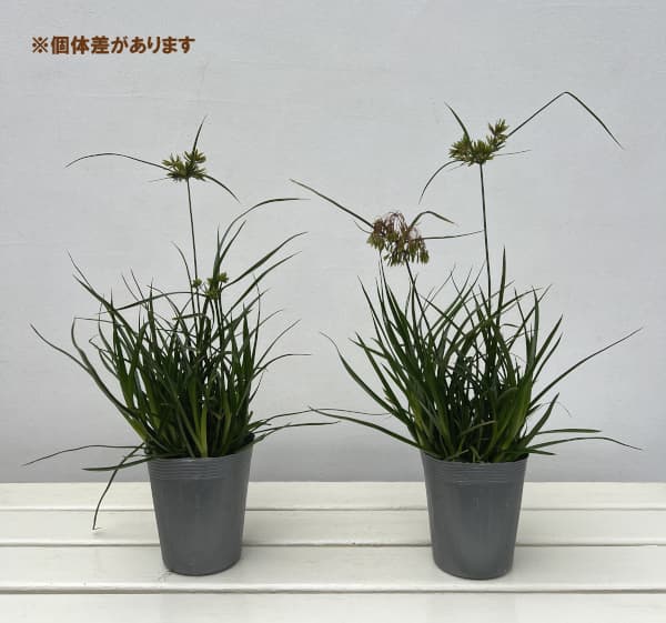 シペラス：グラバーアビー3.5号ポット