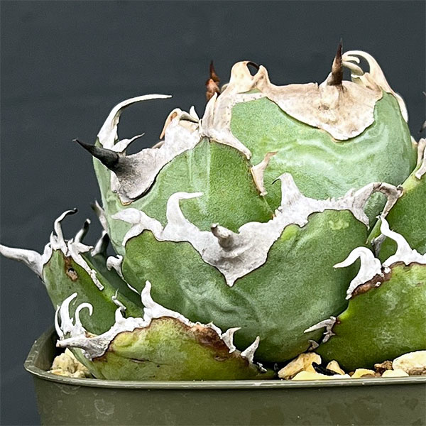 アガベ：チタノタ　白鯨　3号鉢植え25-02