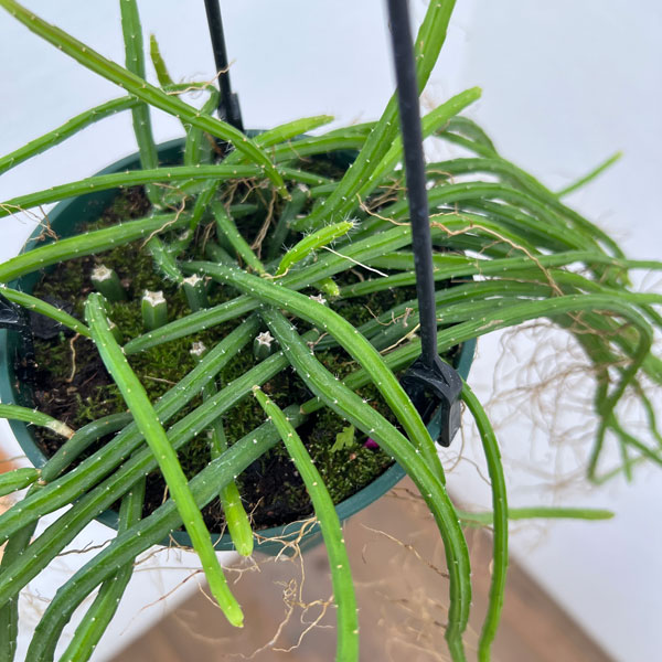 リプサリス:ヘルニケレウス 4.5号吊り鉢