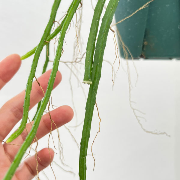 リプサリス:ヘルニケレウス 4.5号吊り鉢