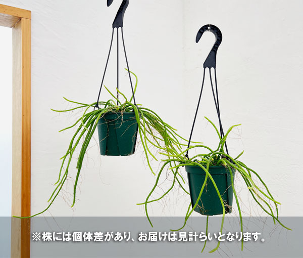 リプサリス:ヘルニケレウス 4.5号吊り鉢
