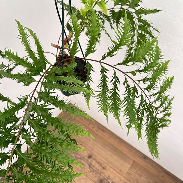 ドリナリア:リキドラ4.5号鉢植え