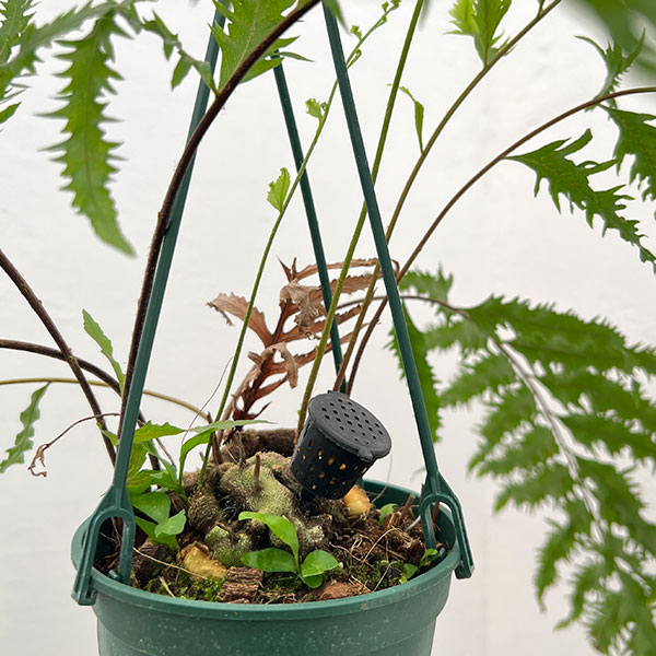 ドリナリア:リキドラ4.5号鉢植え