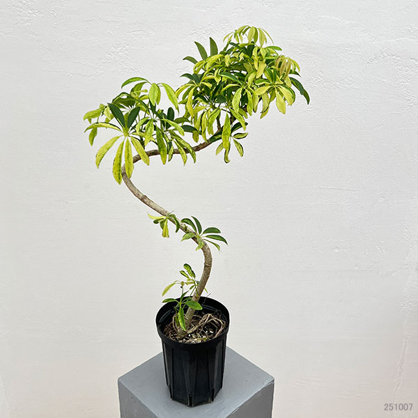 シェフレラ:アングスティフォリア 斑入り 5号鉢植え