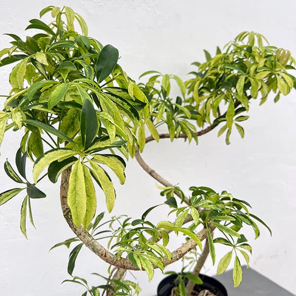 シェフレラ:アングスティフォリア 斑入り 5号鉢植え
