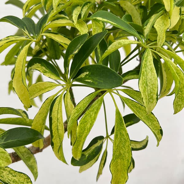 シェフレラ:アングスティフォリア 斑入り 5号鉢植え