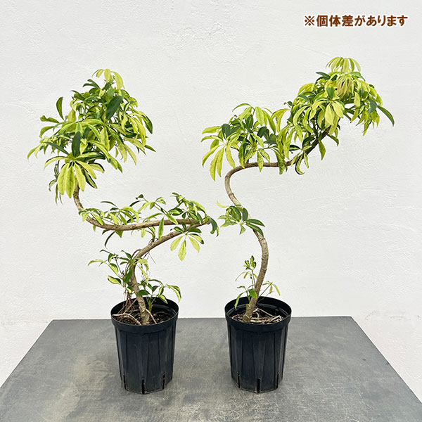 シェフレラ:アングスティフォリア 斑入り 5号鉢植え