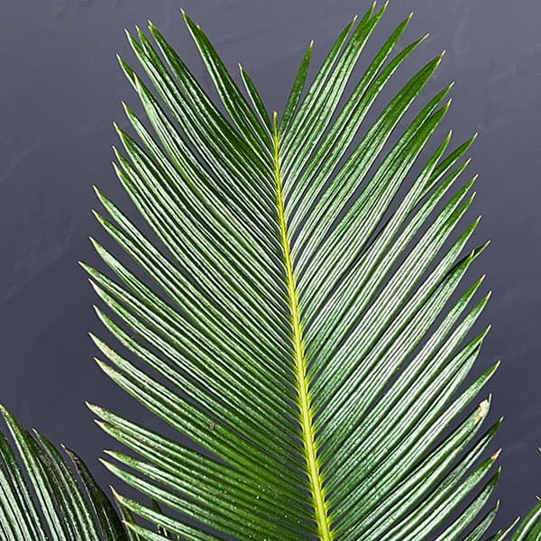 ソテツ(蘇鉄)4号陶器鉢植え25-07