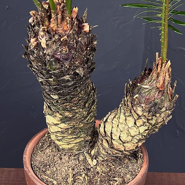 ソテツ(蘇鉄)4号陶器鉢植え25-07