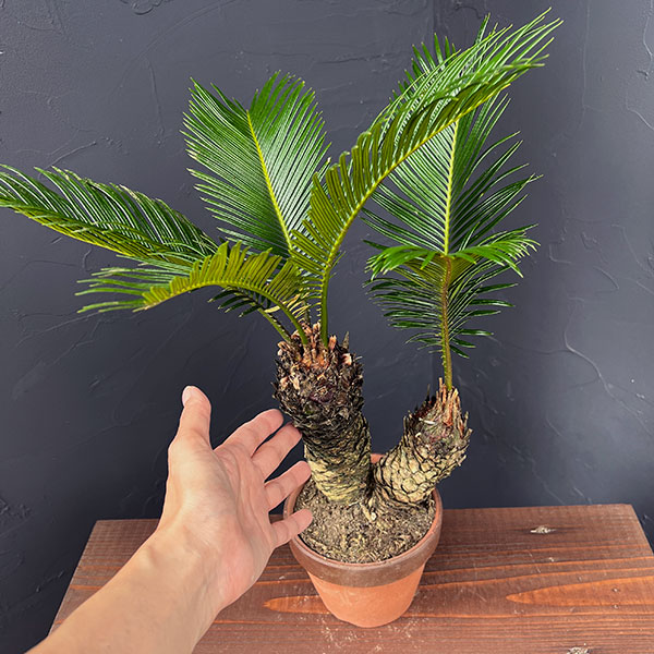 ソテツ(蘇鉄)4号陶器鉢植え25-07