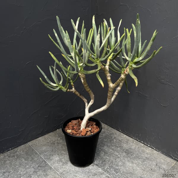 アロエ:ラモシシマ 6号25-01