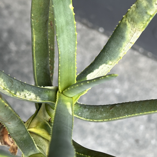 アロエ:ラモシシマ 6号25-01