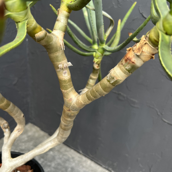 アロエ:ラモシシマ 6号25-01