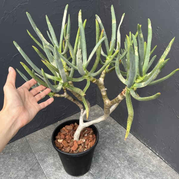 アロエ:ラモシシマ 6号25-01