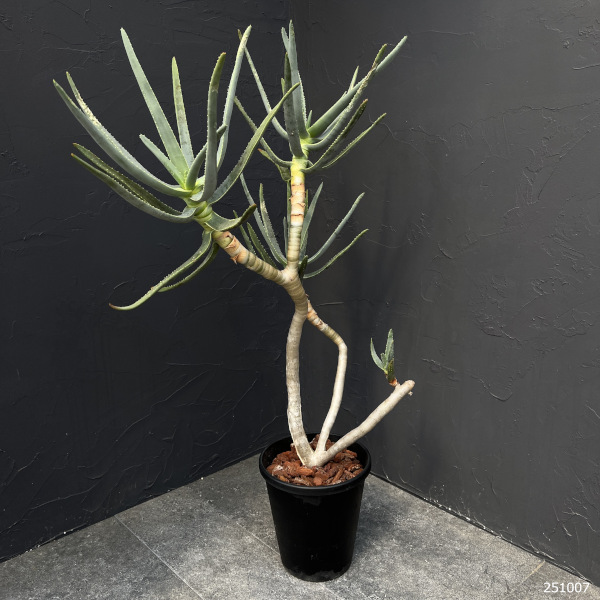 アロエ:ラモシシマ 6号25-02