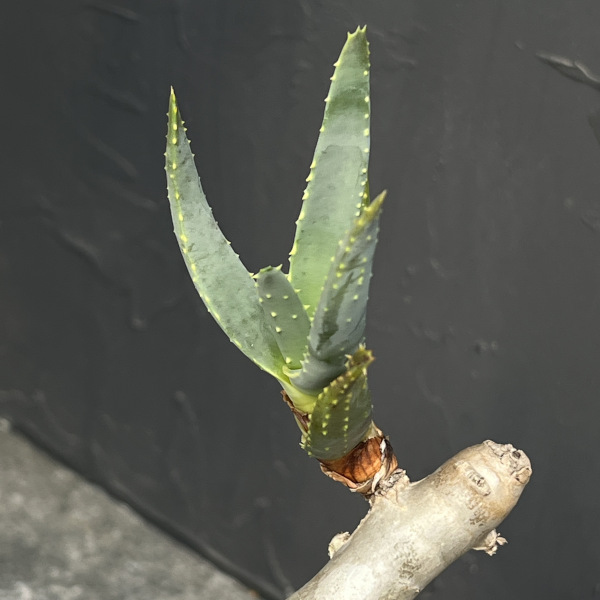 アロエ:ラモシシマ 6号25-02