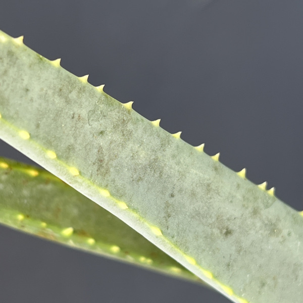 アロエ:ラモシシマ 6号25-02