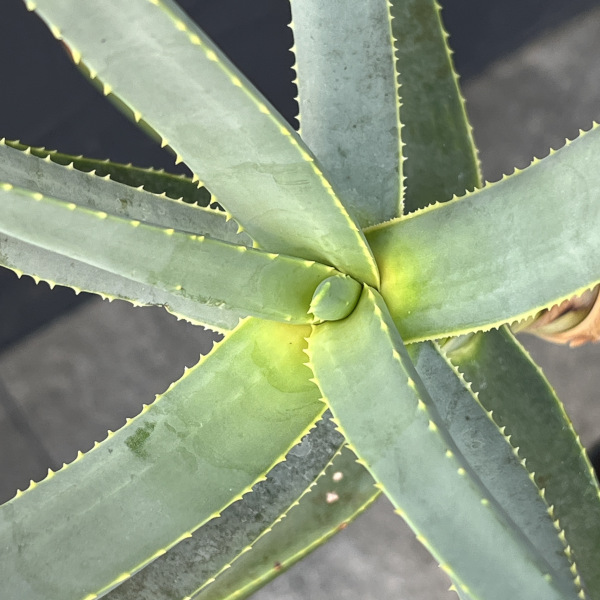 アロエ:ラモシシマ 6号25-02