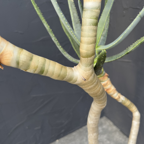 アロエ:ラモシシマ 6号25-02