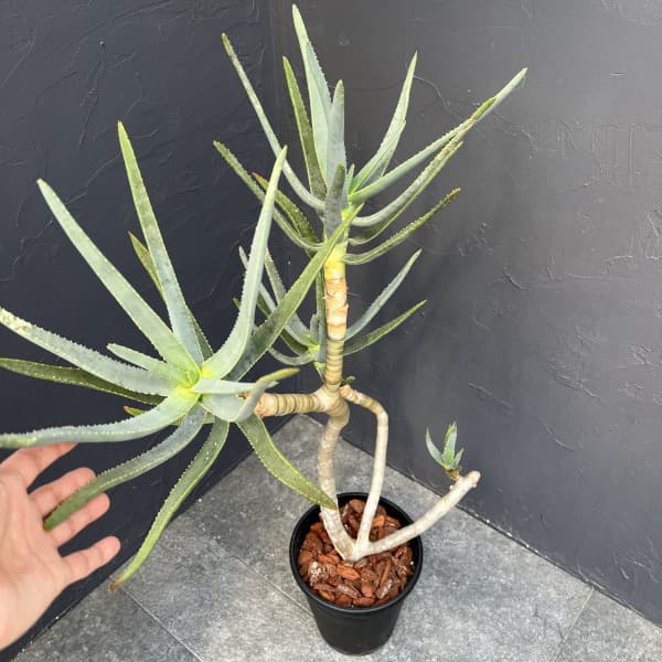 アロエ:ラモシシマ 6号25-02