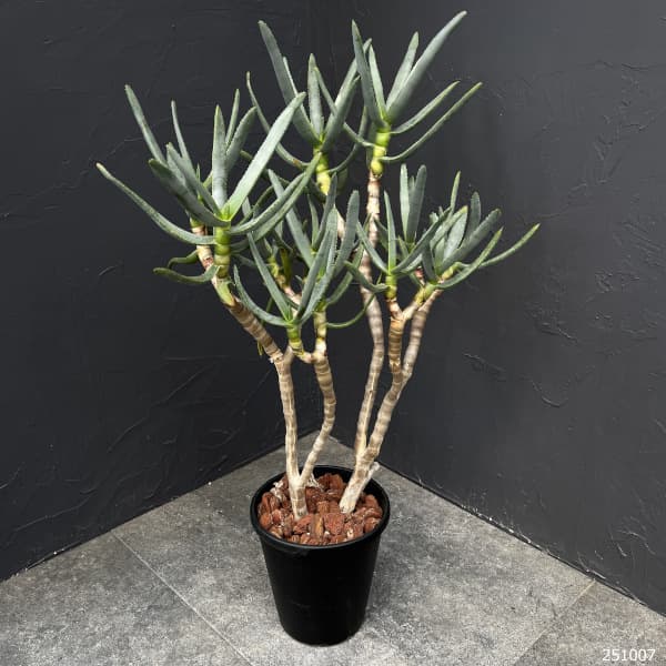 アロエ:ラモシシマ 6号25-03