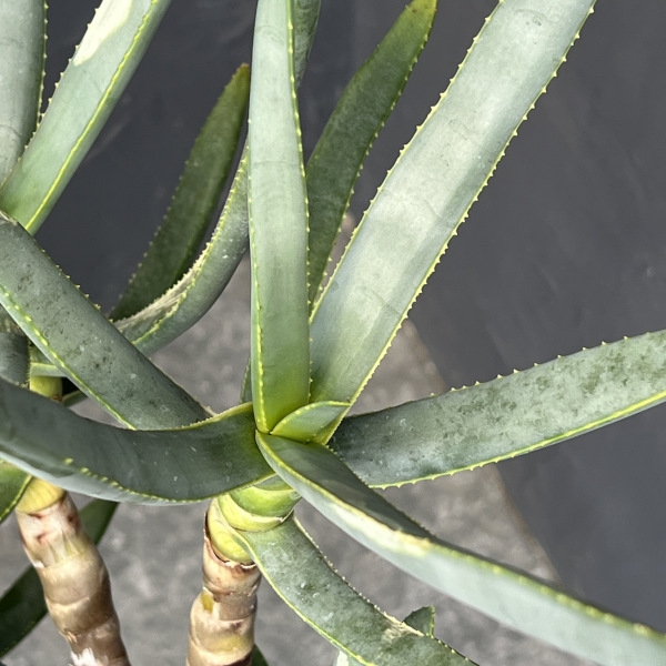 アロエ:ラモシシマ 6号25-03