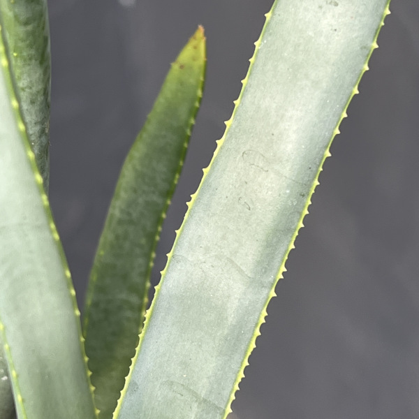 アロエ:ラモシシマ 6号25-03