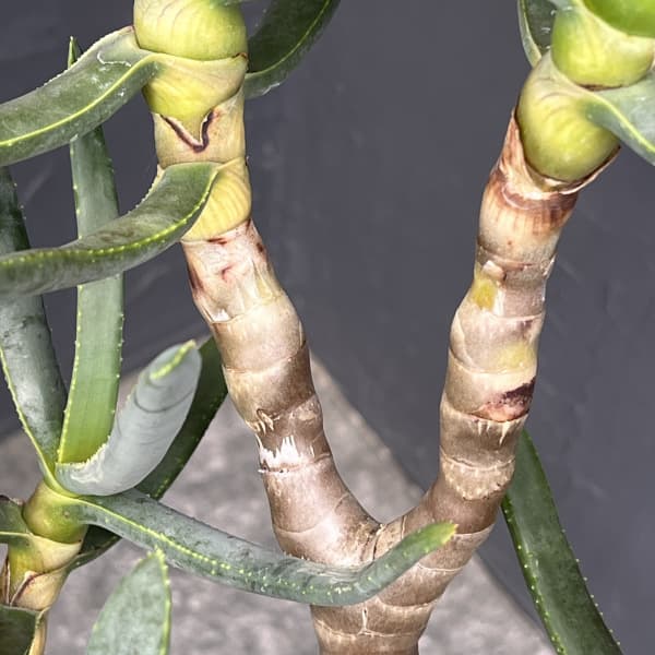 アロエ:ラモシシマ 6号25-03