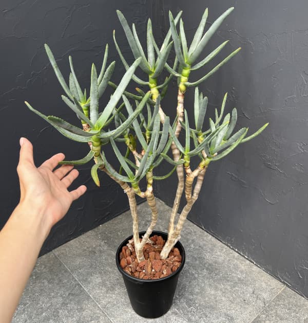 アロエ:ラモシシマ 6号25-03