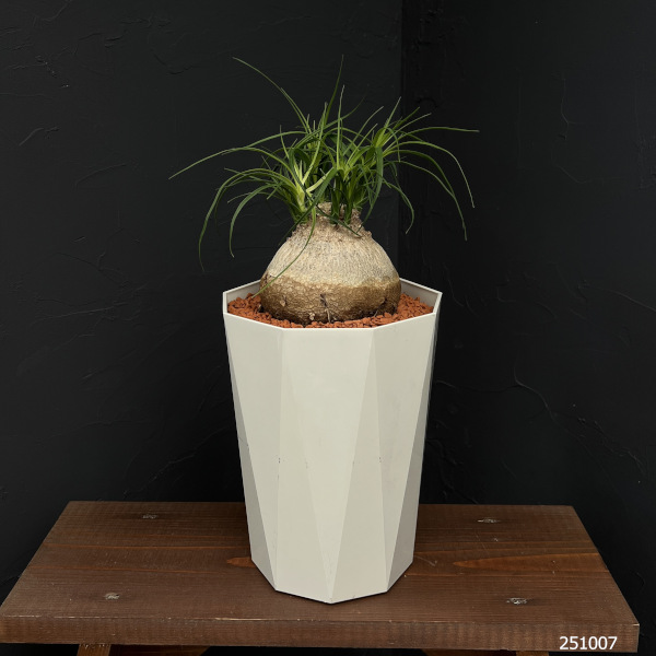 トックリラン 7号鉢植え25-01