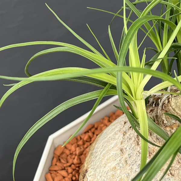 トックリラン 7号鉢植え25-01