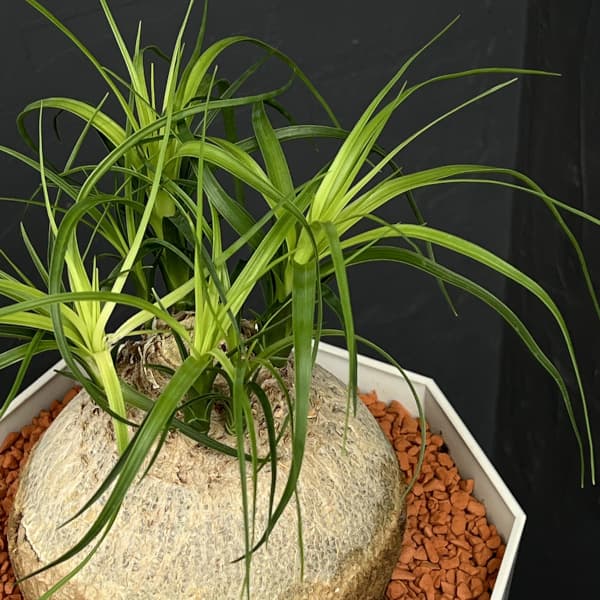 トックリラン 7号鉢植え25-01