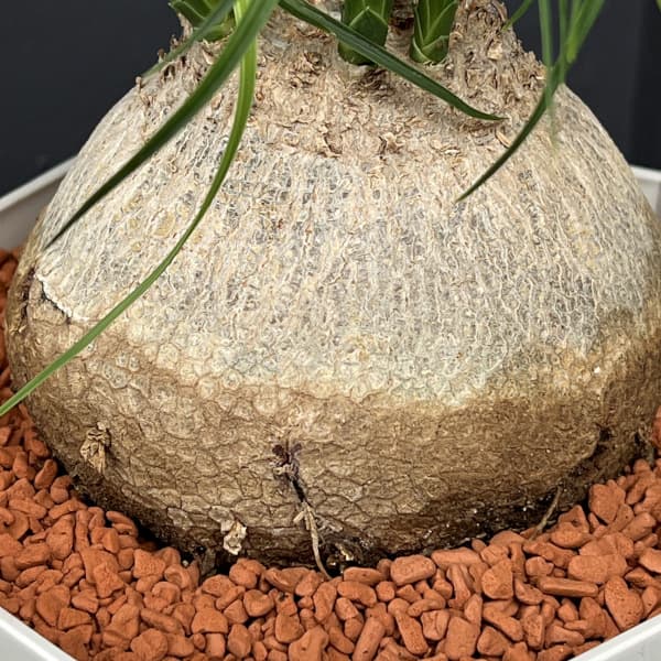 トックリラン 7号鉢植え25-01