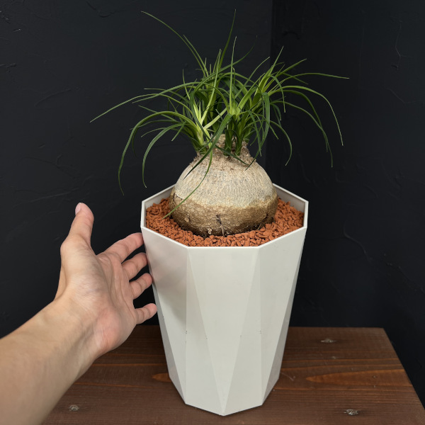 トックリラン 7号鉢植え25-01