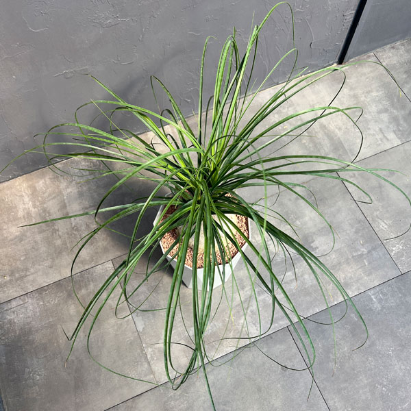 トックリラン 7号鉢植え25-01