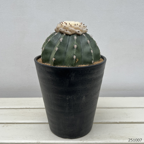 サボテン：メロカクタス　クルビスピヌス　6号鉢植え