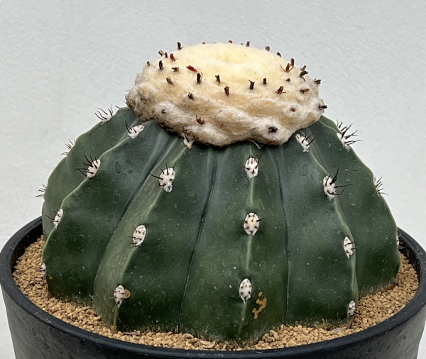 サボテン：メロカクタス　クルビスピヌス　6号鉢植え